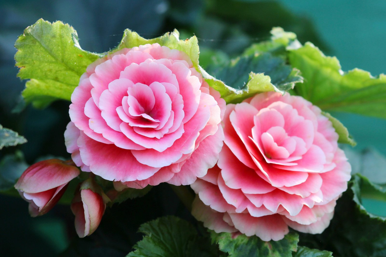 Begonia