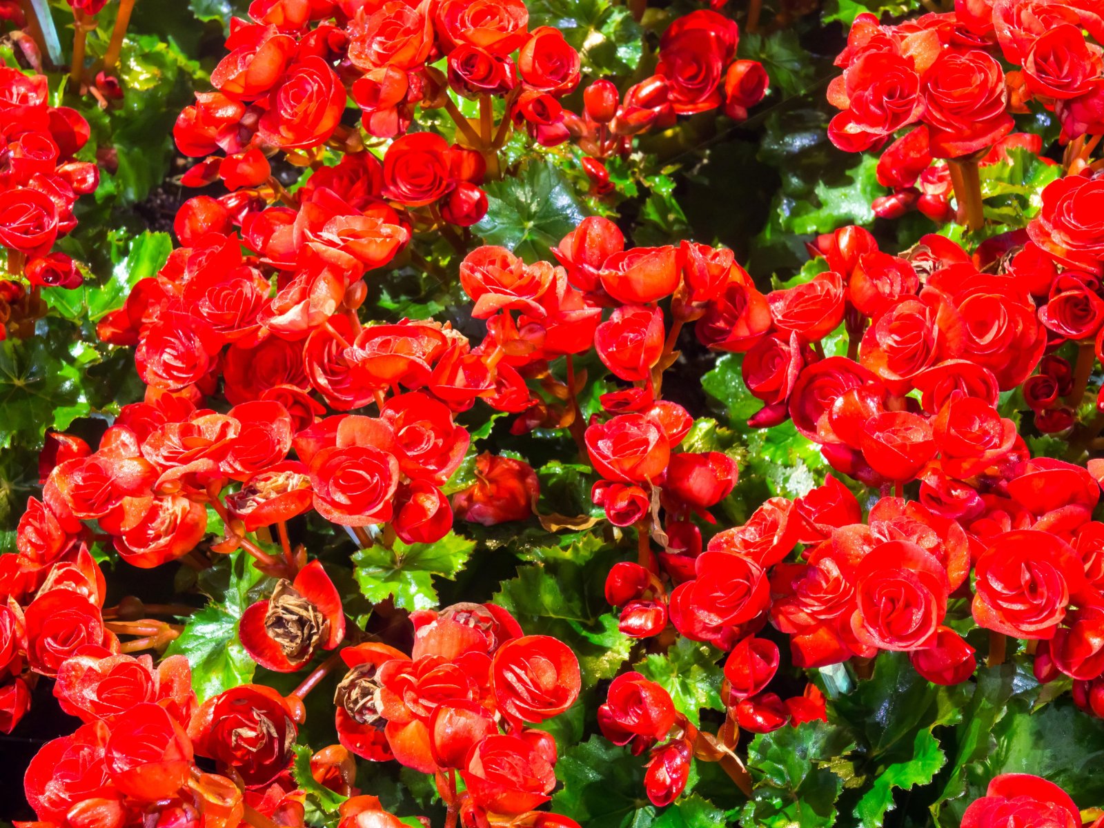 Begonia — zdjęcie 2