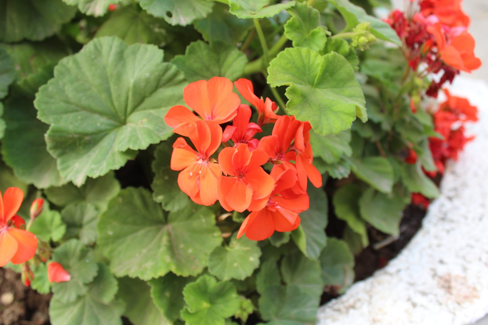 Begonia — zdjęcie 3