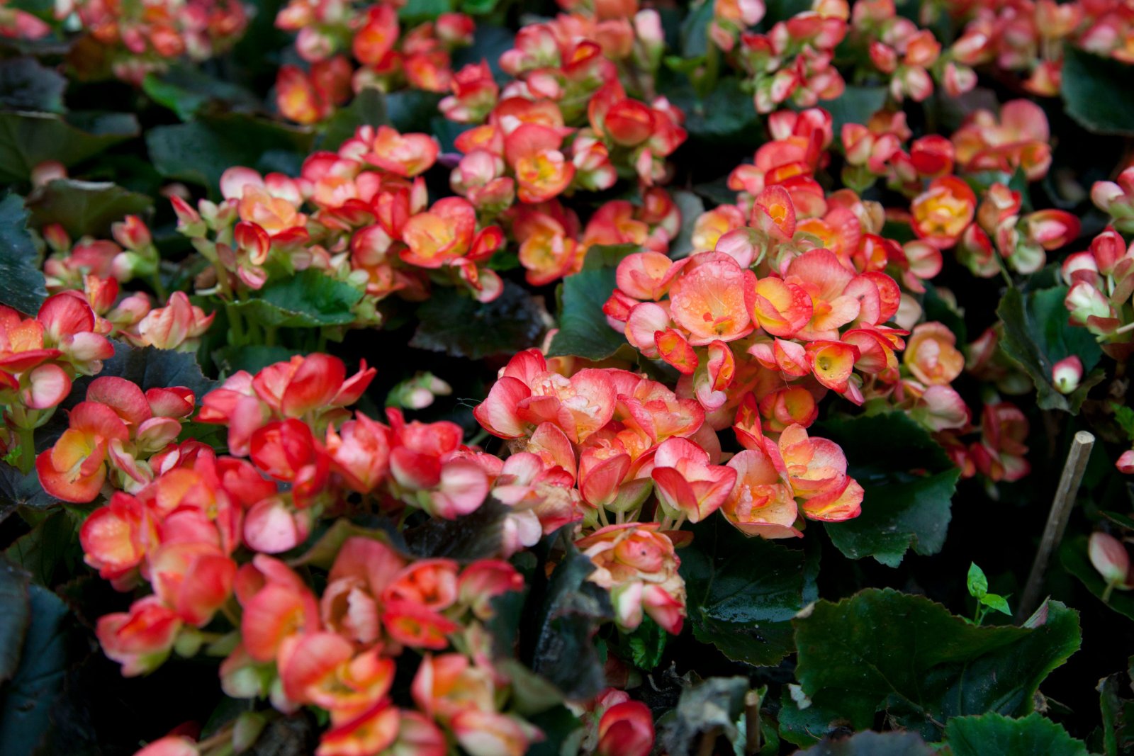 Begonia — zdjęcie 4