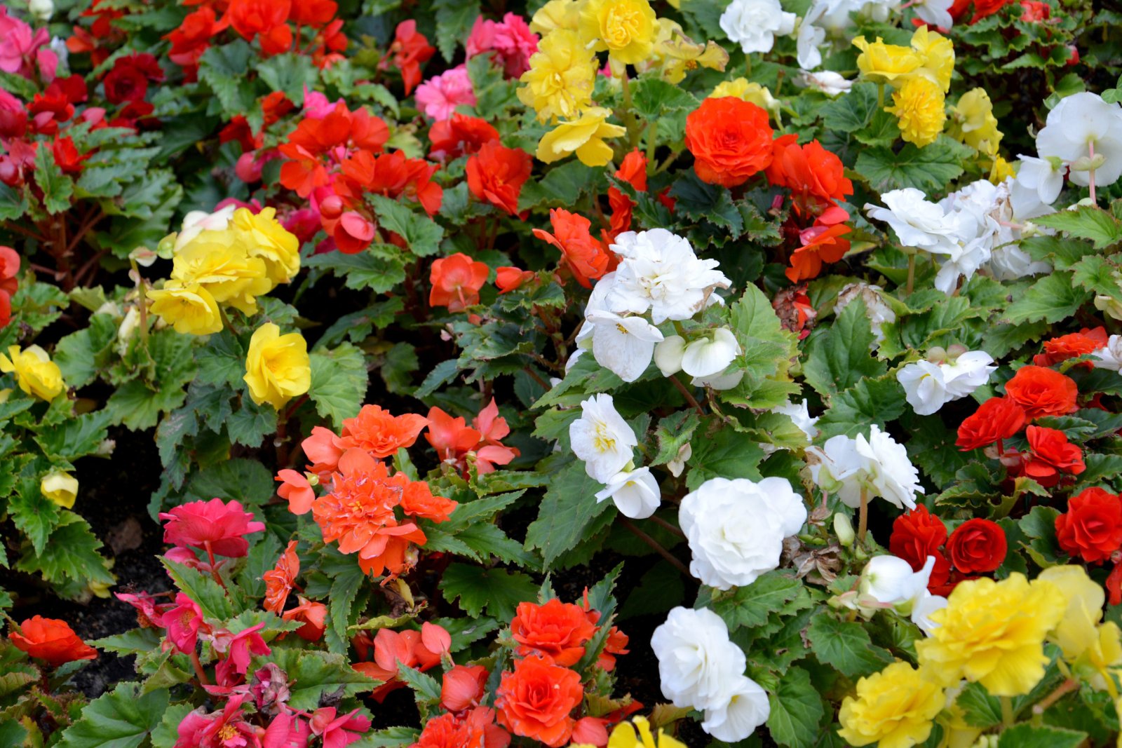 Begonia — zdjęcie 5