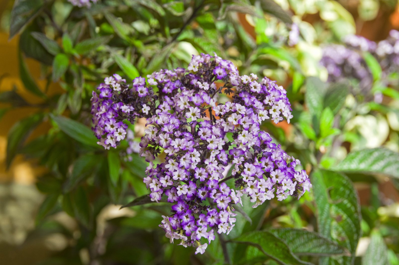 Heliotrop — zdjęcie 2