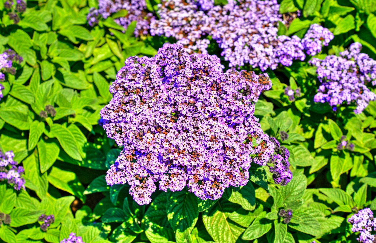 Heliotrop — zdjęcie 4