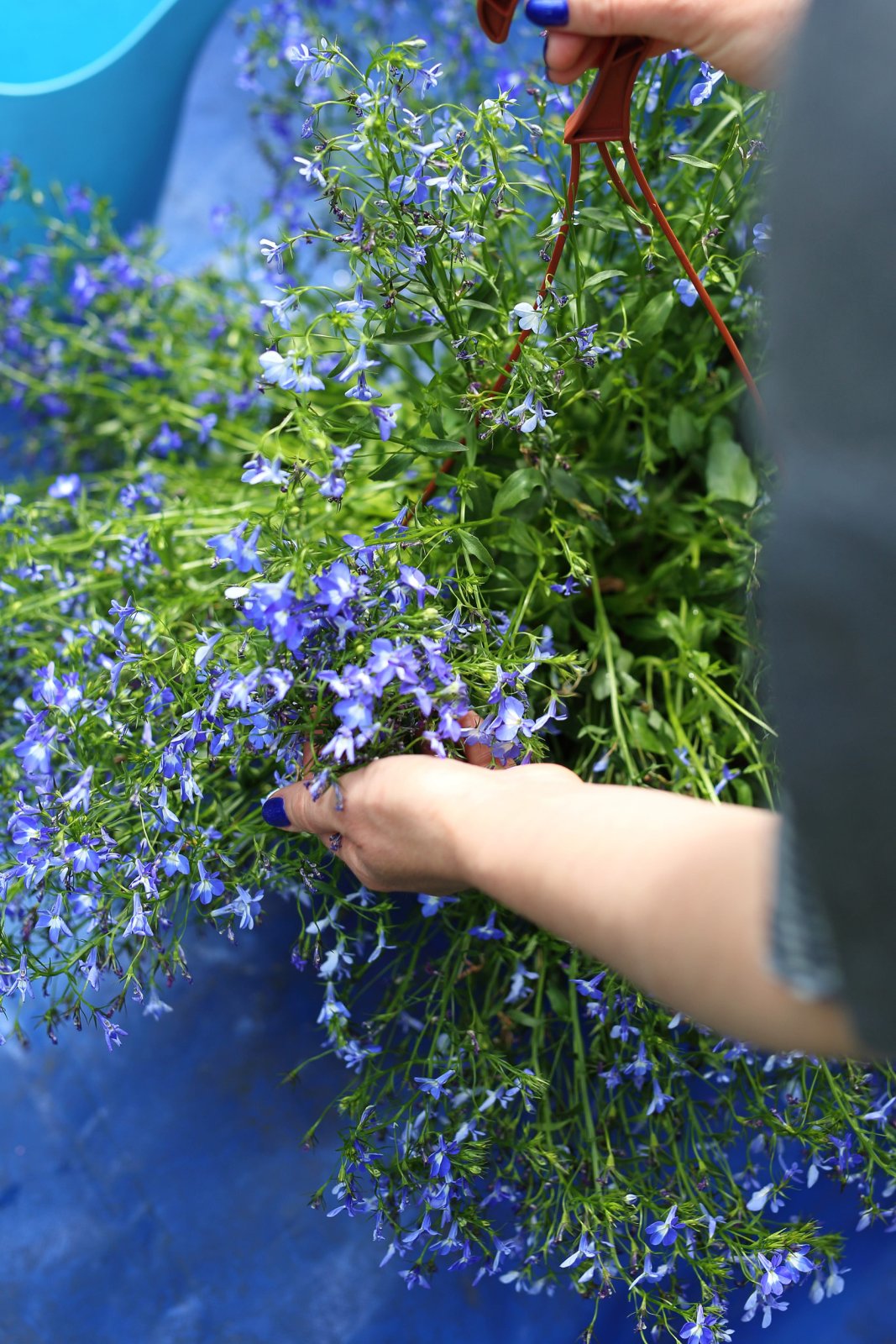 Lobelia — zdjęcie 2