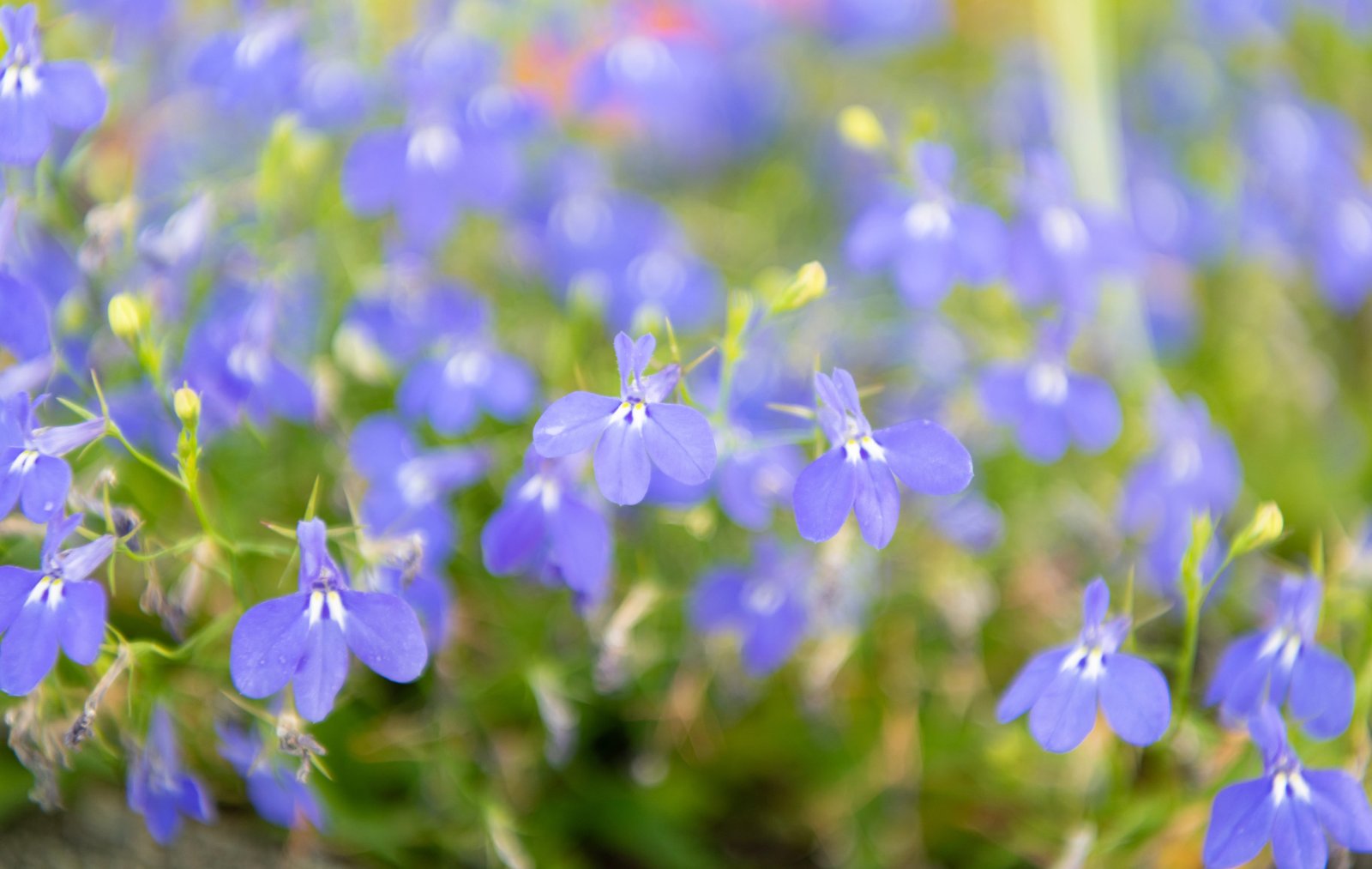 Lobelia — zdjęcie 4