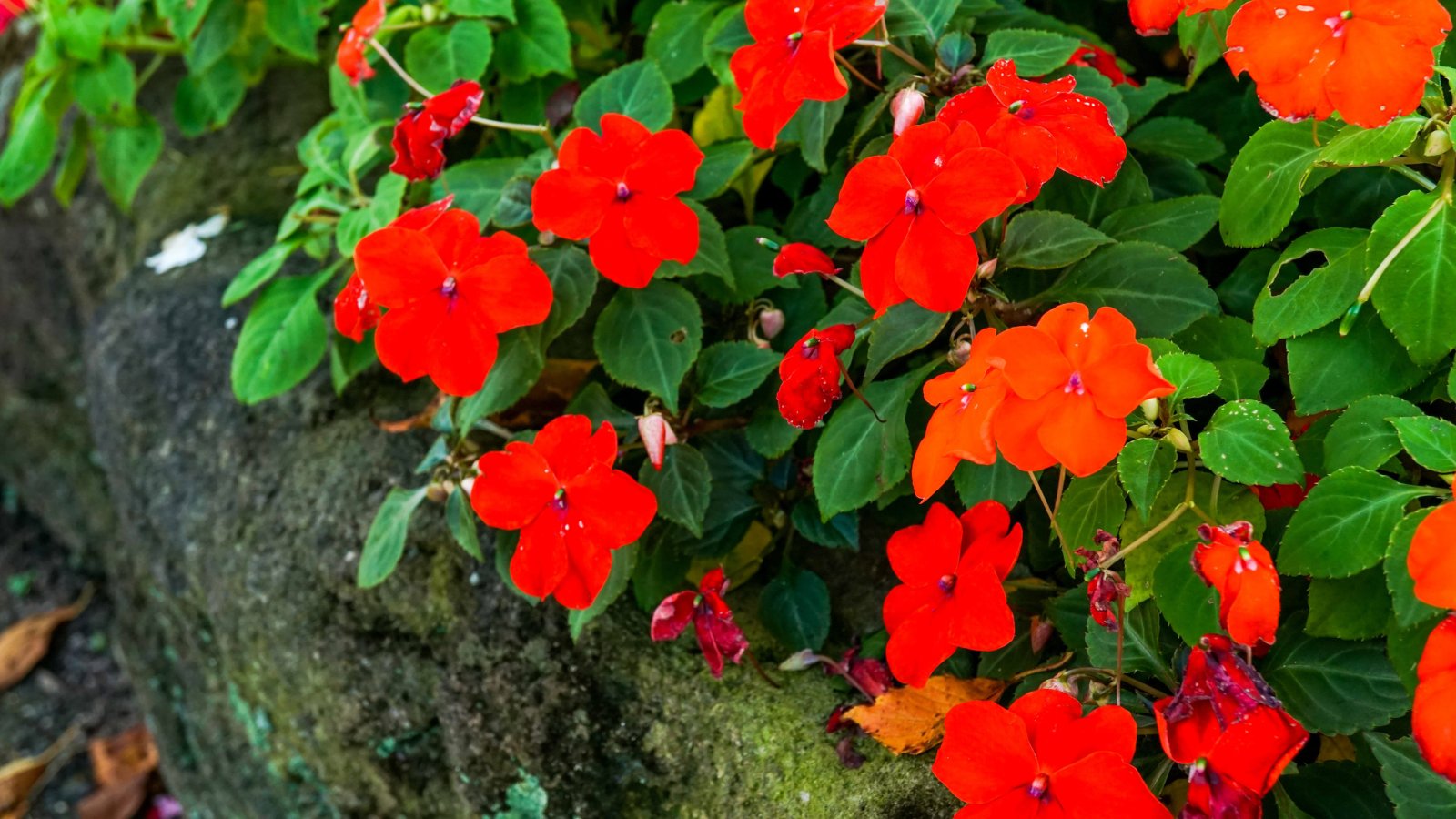 Niecierpek — zdjęcie 2