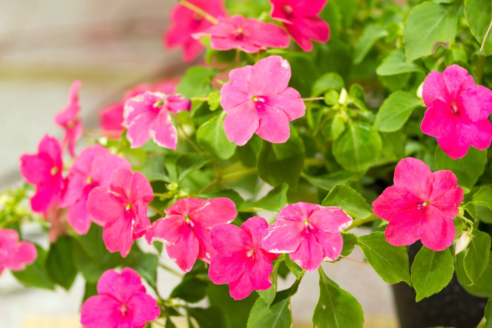 Niecierpek — zdjęcie 3