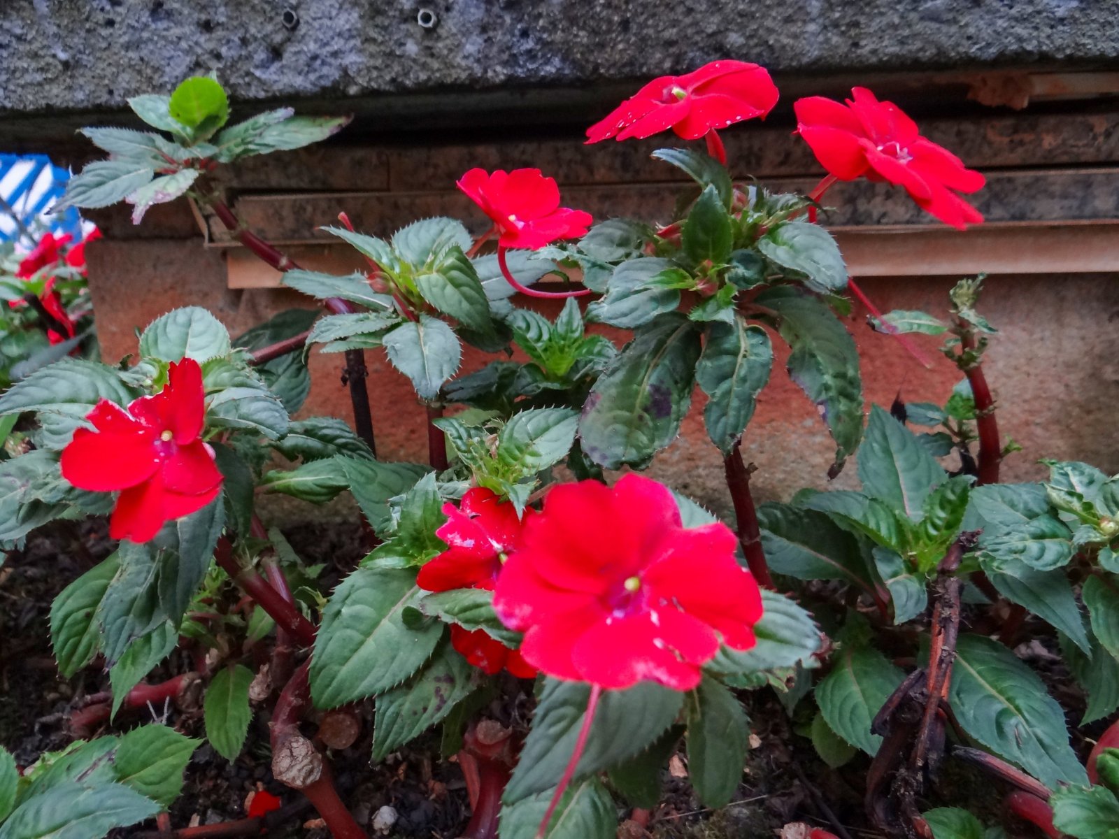 Niecierpek — zdjęcie 4