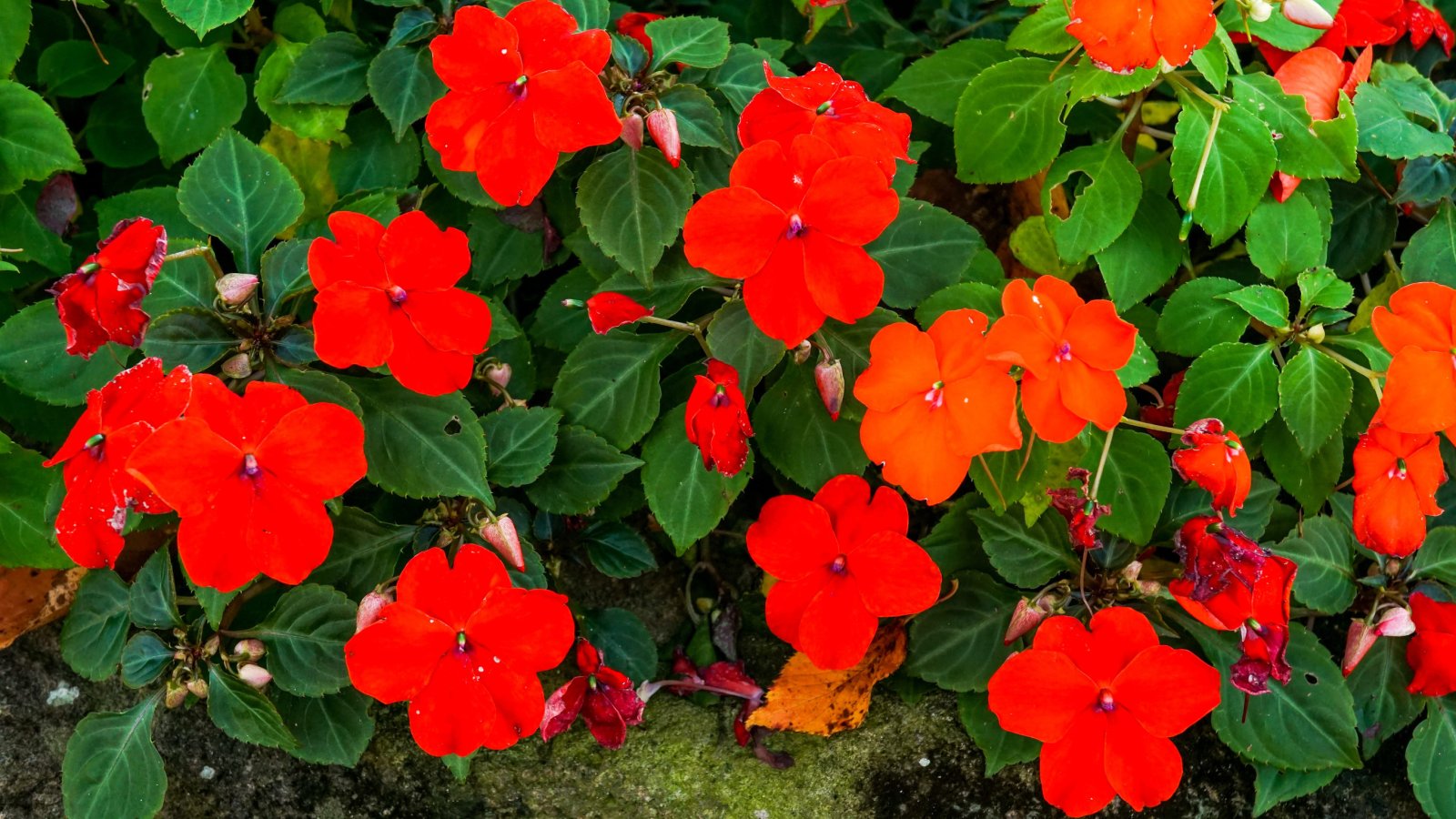 Niecierpek — zdjęcie 5