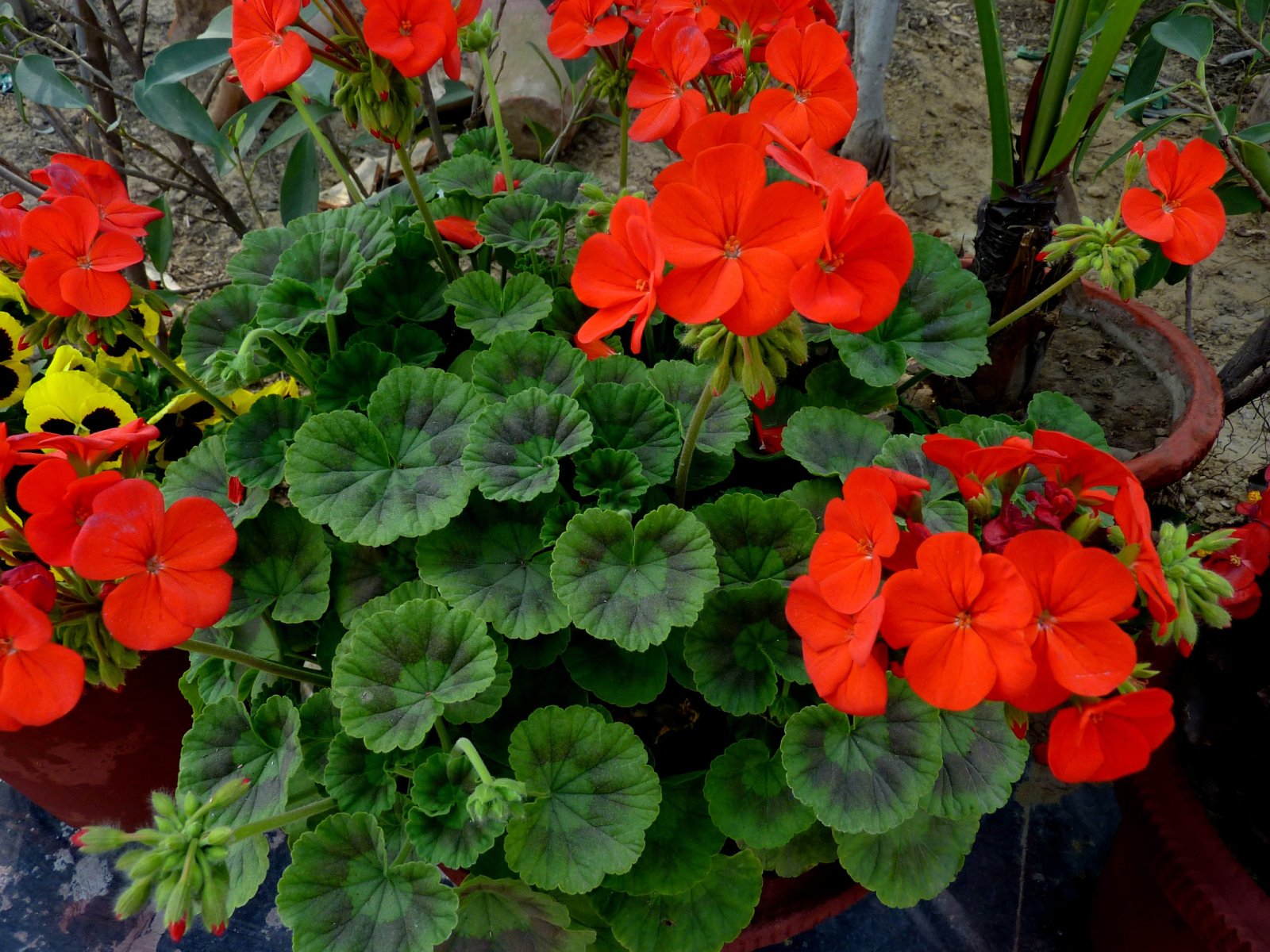 Pelargonia