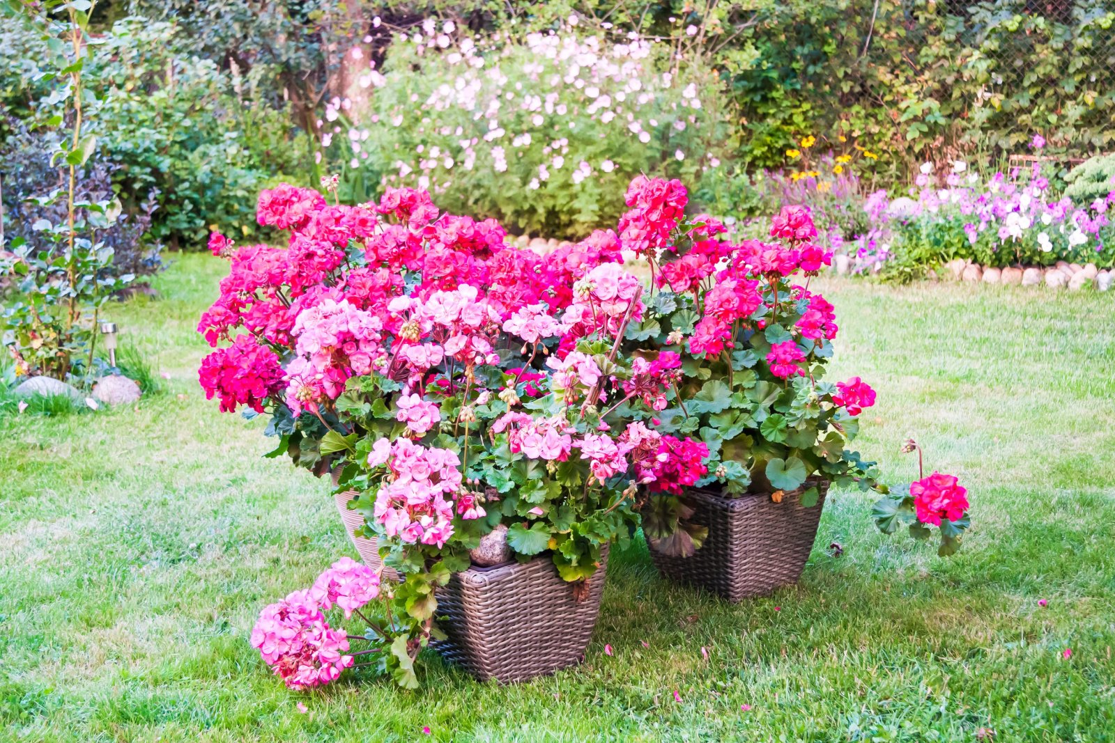 Pelargonia — zdjęcie 2