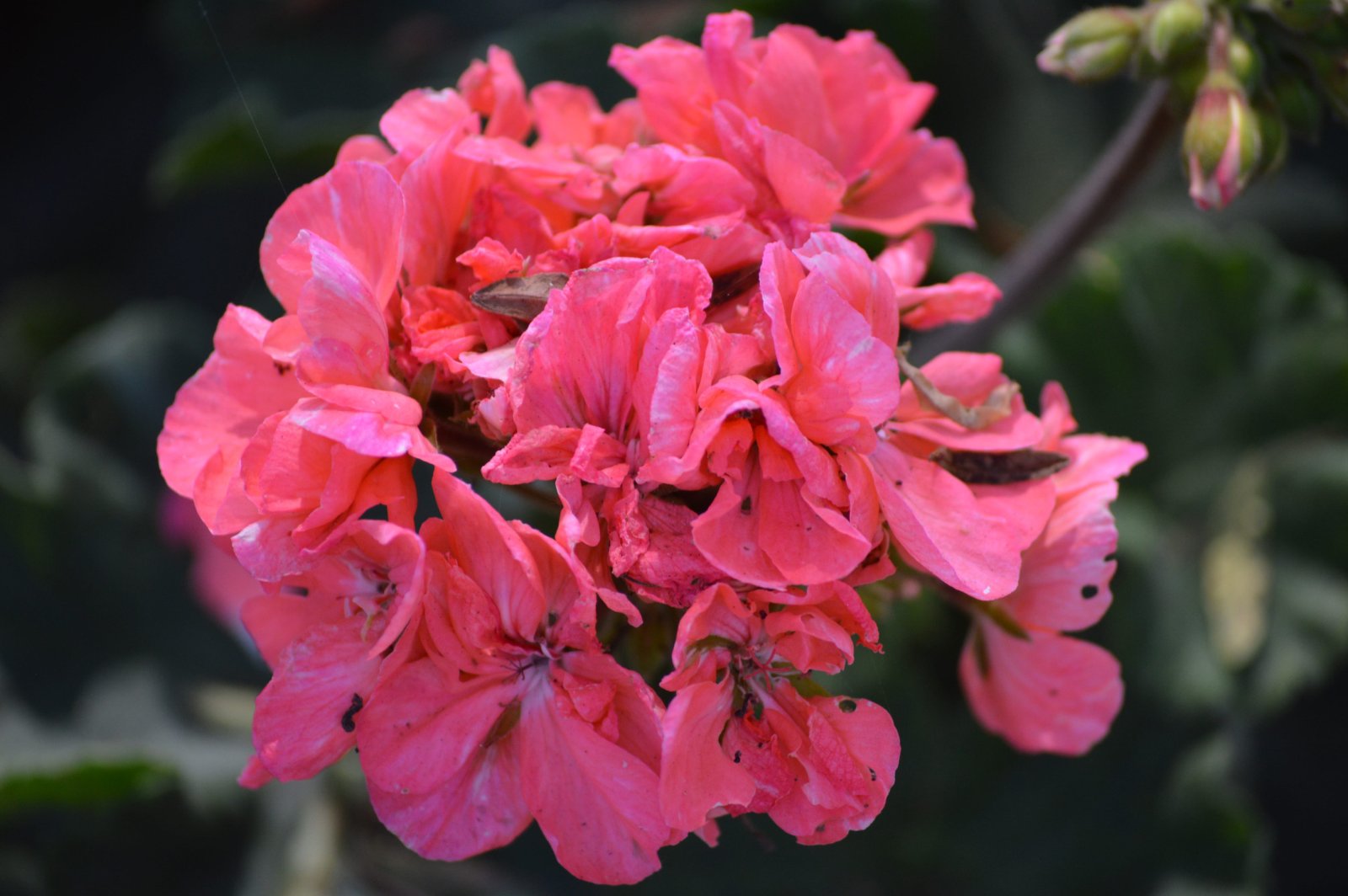 Pelargonia — zdjęcie 3
