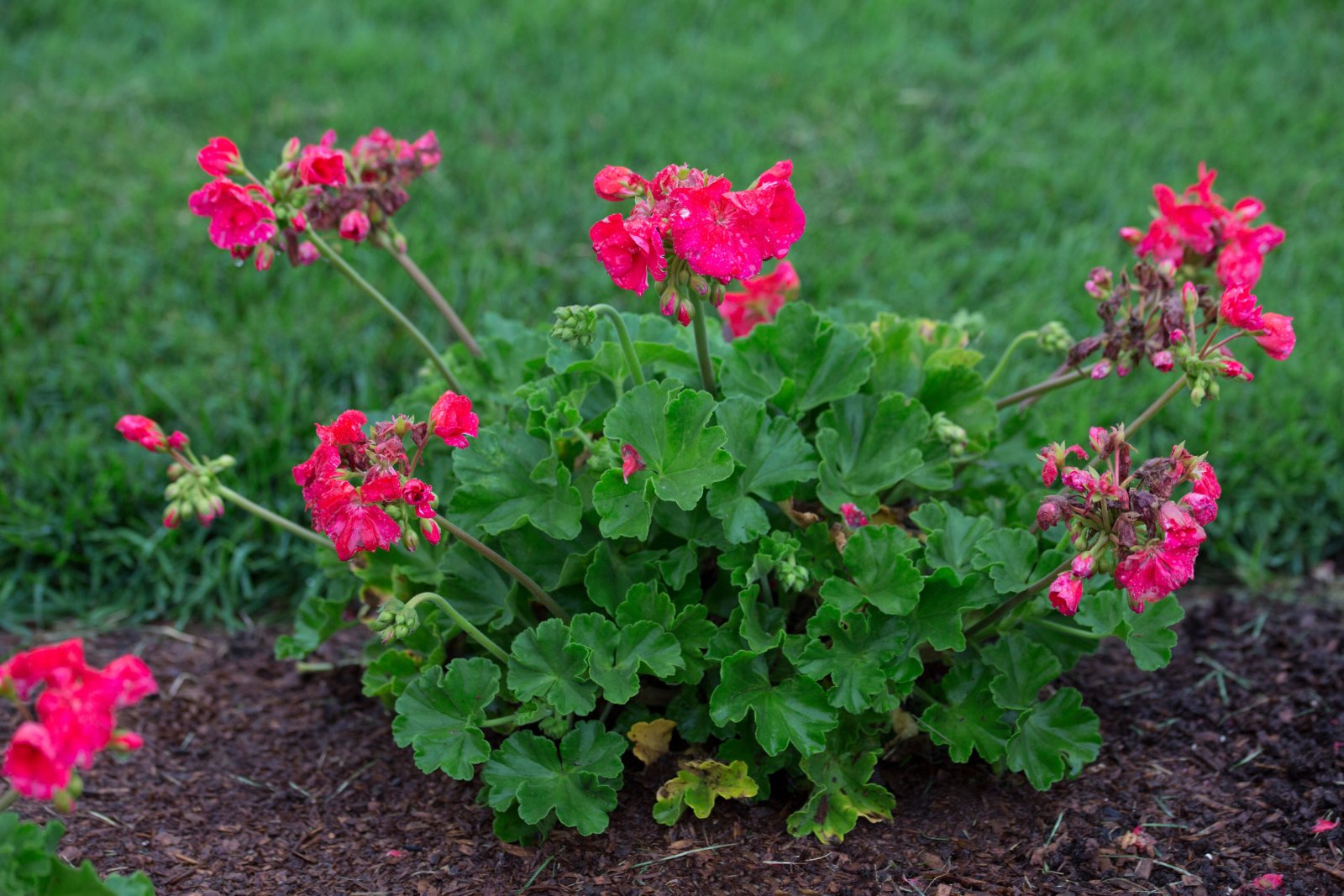 Pelargonia — zdjęcie 4