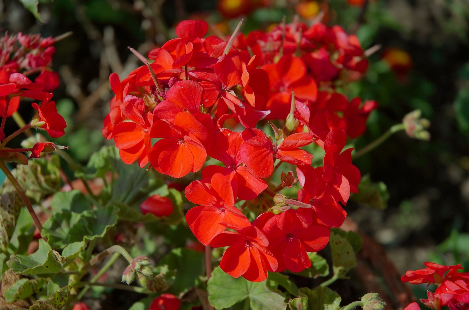 Pelargonia — zdjęcie 5