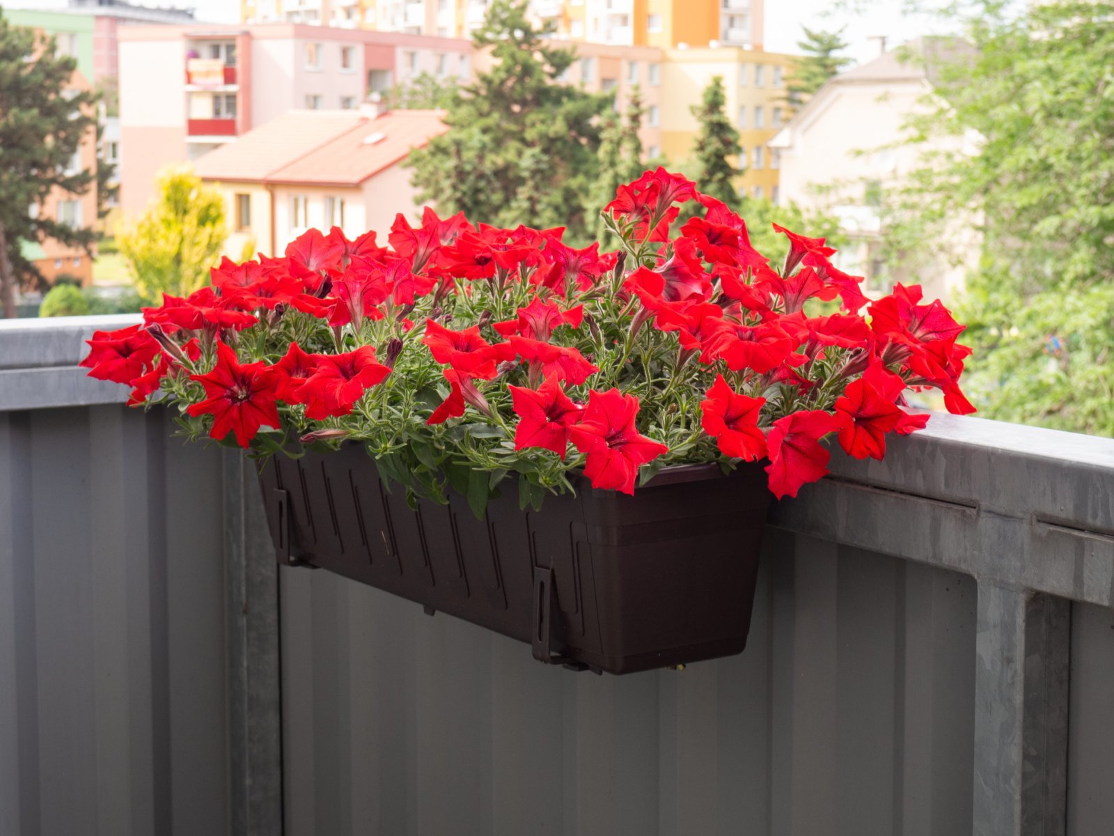 Petunia — zdjęcie 2