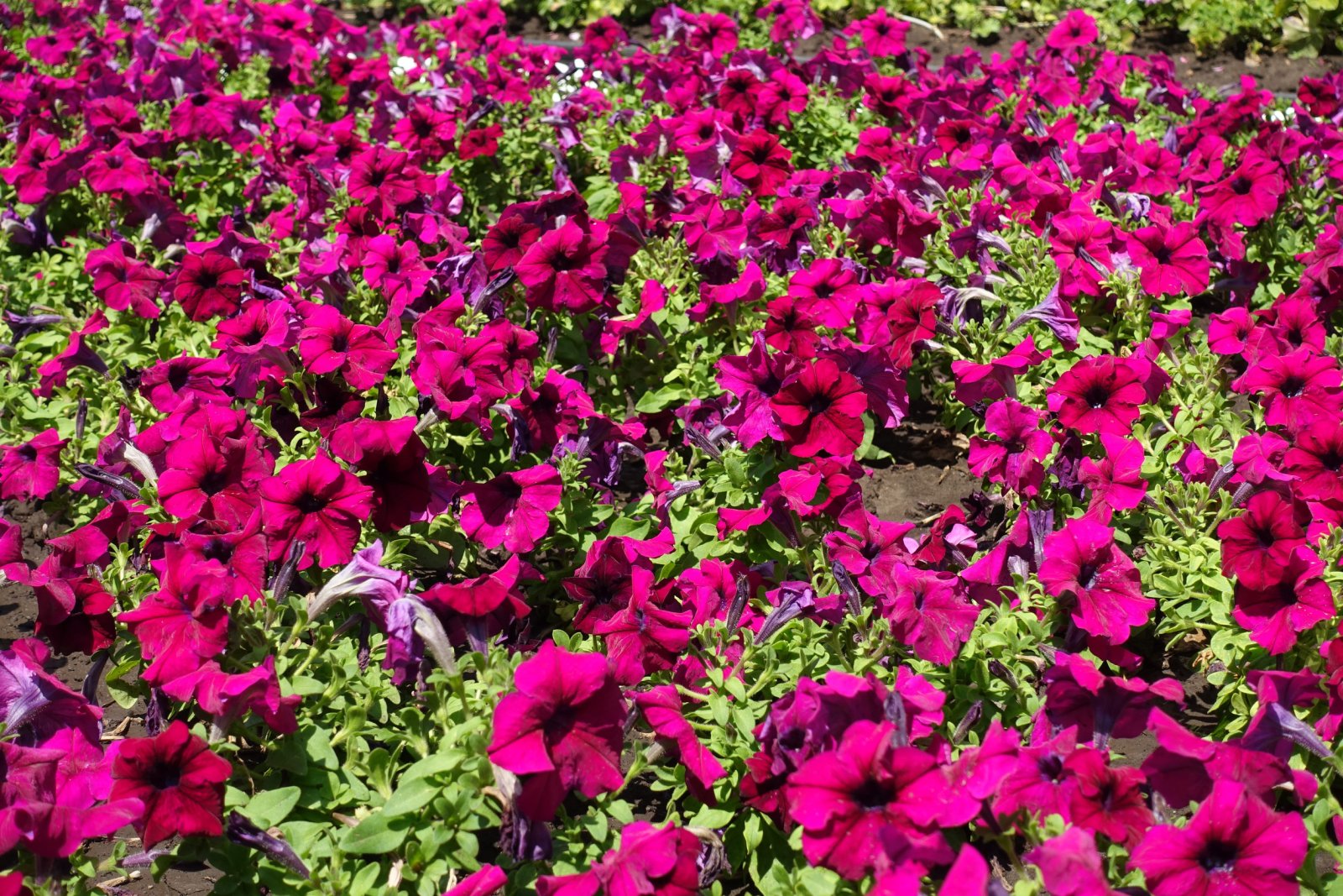 Petunia — zdjęcie 3