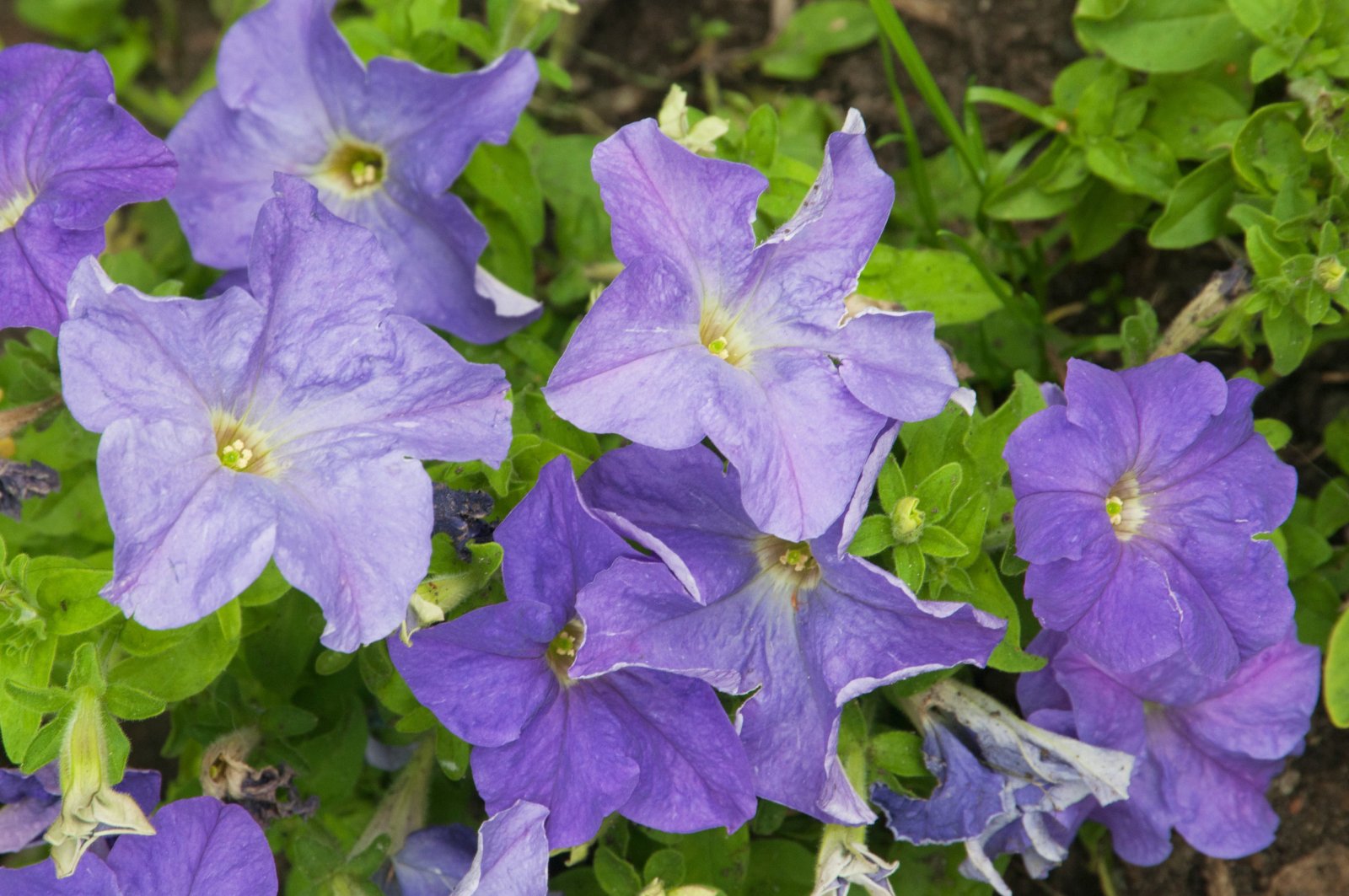 Petunia — zdjęcie 4