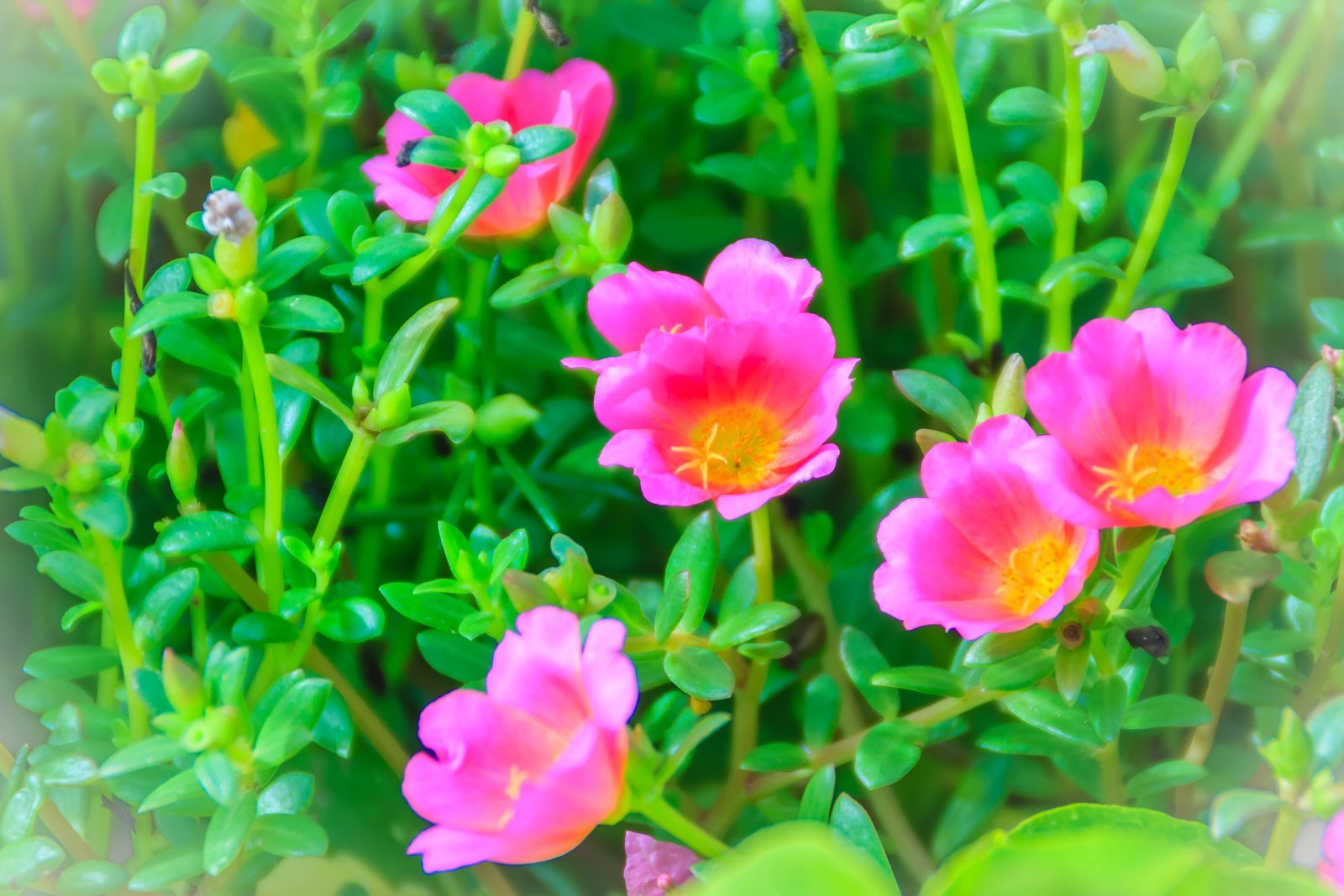 Portulaka — zdjęcie 3