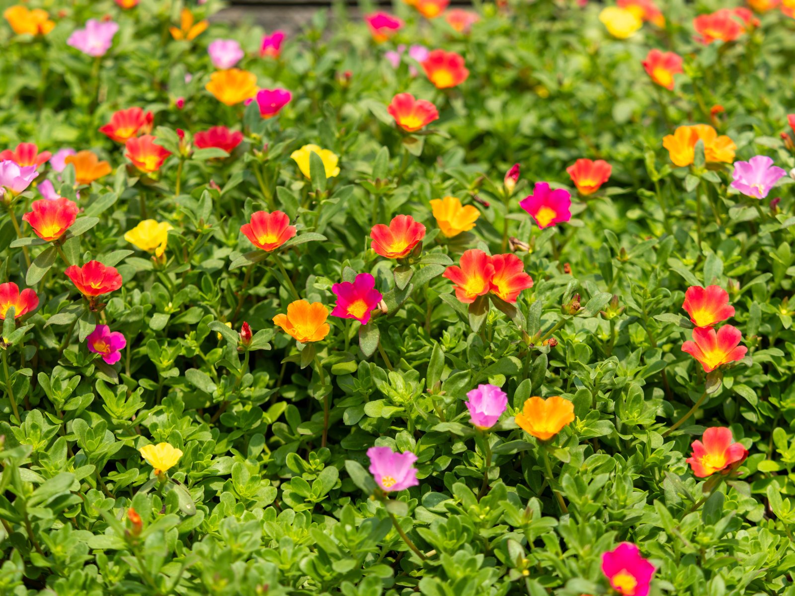 Portulaka — zdjęcie 4