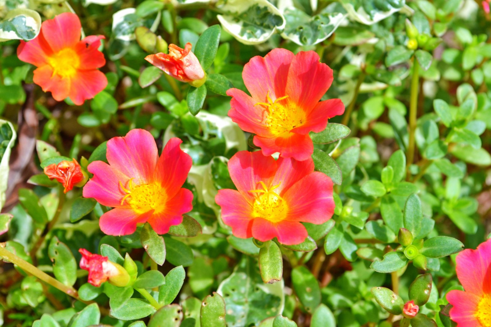 Portulaka — zdjęcie 5