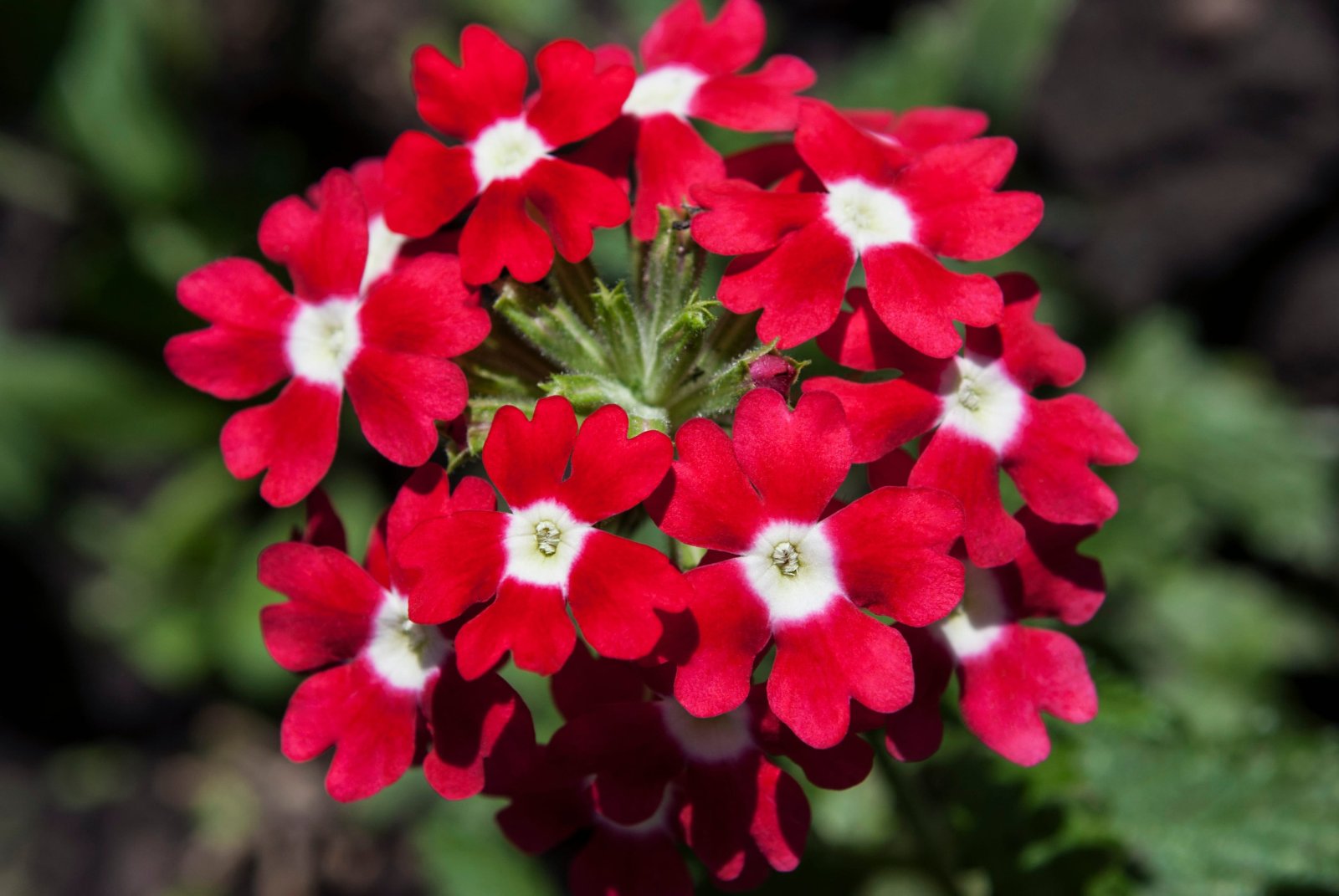 Werbena — zdjęcie 2