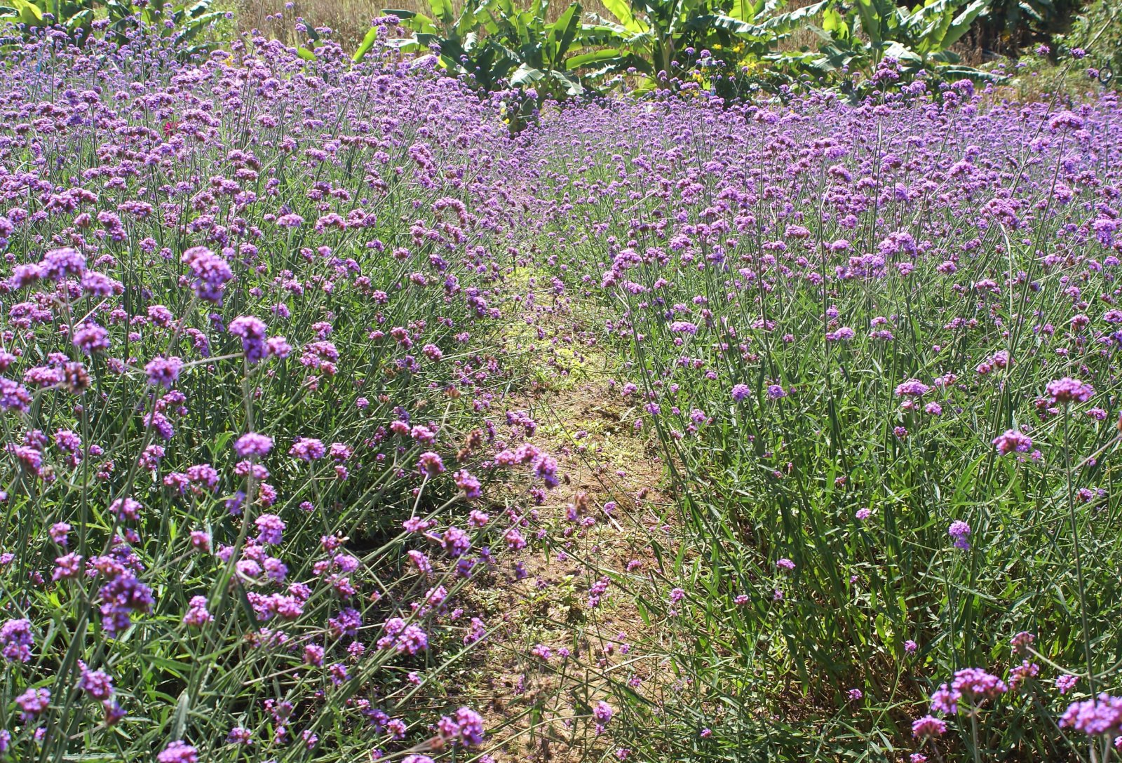 Werbena — zdjęcie 3