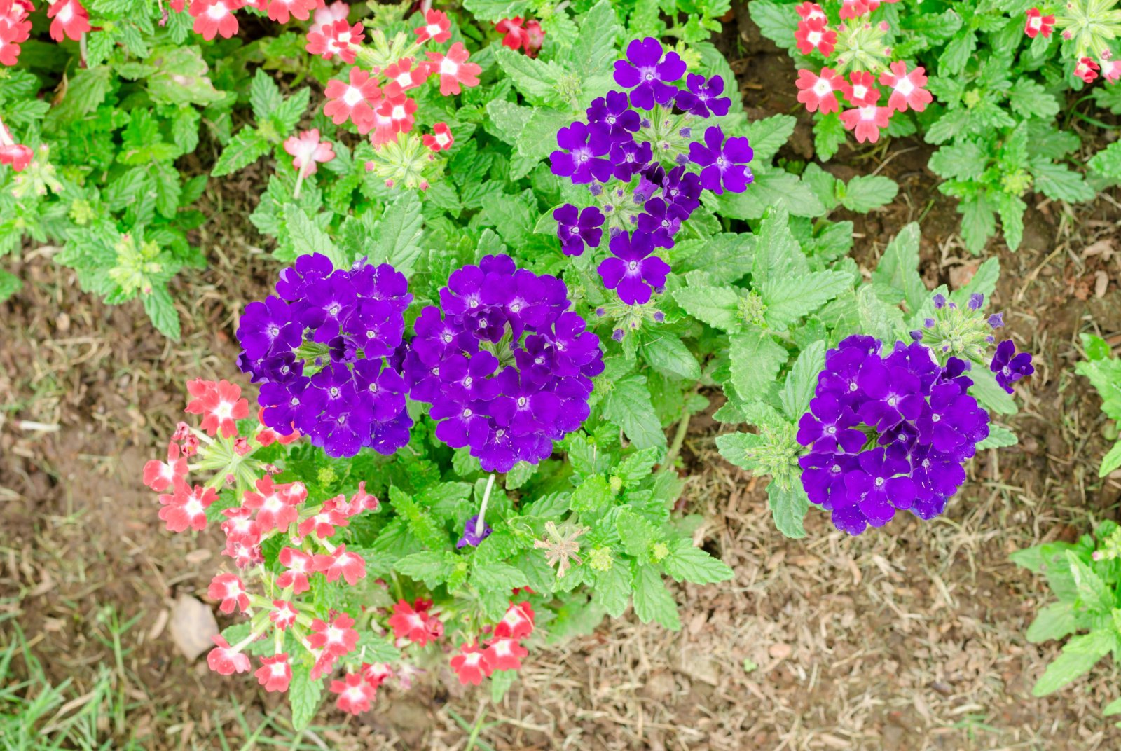 Werbena — zdjęcie 5